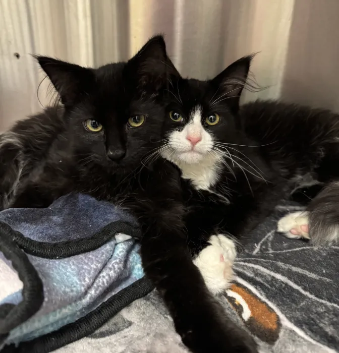 Billie Duck and Scootch