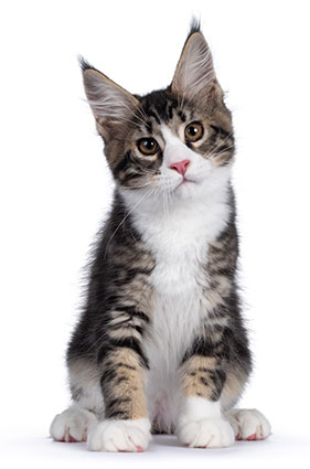 Cute cat in the shelter